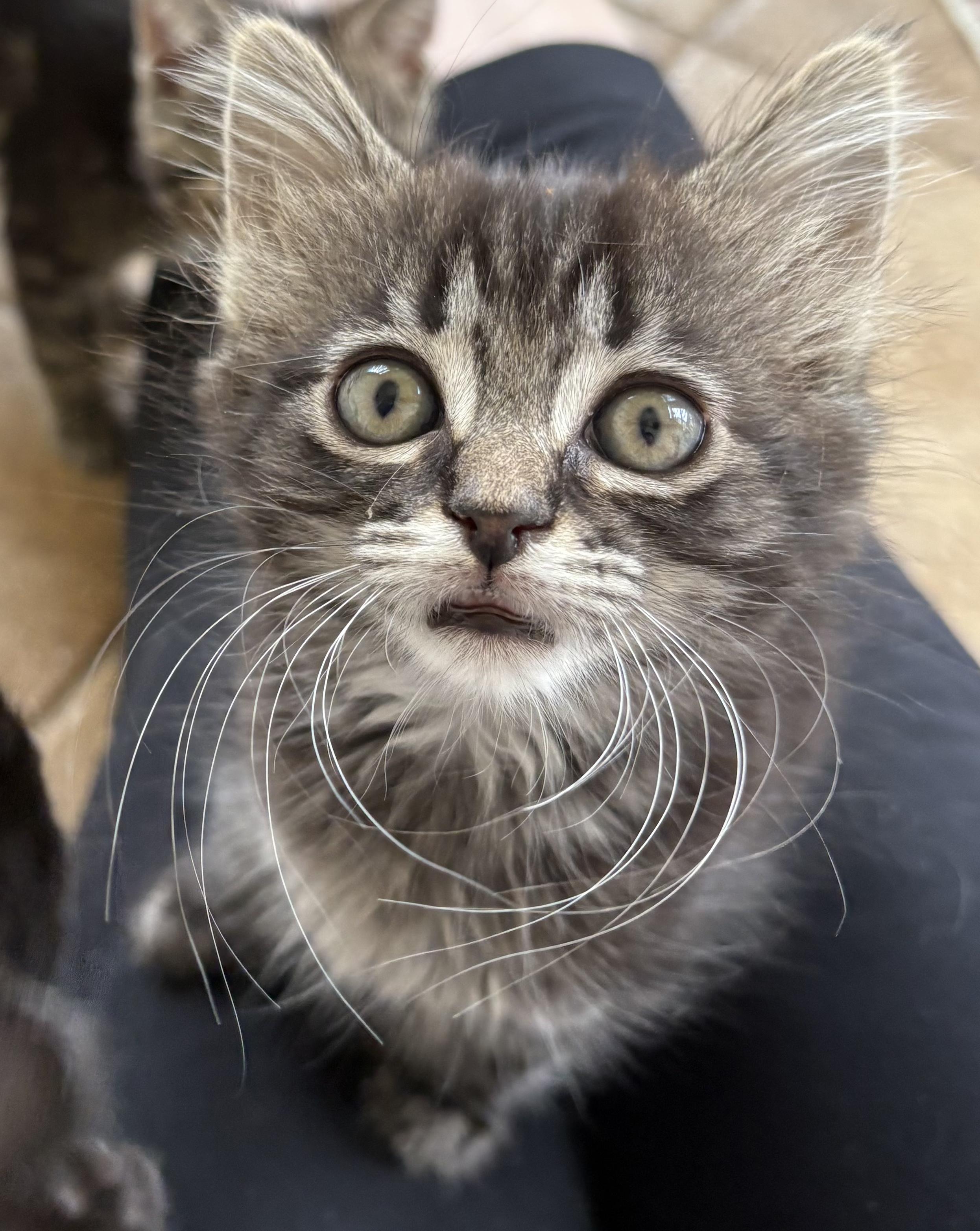 Gary the Kitten  0725