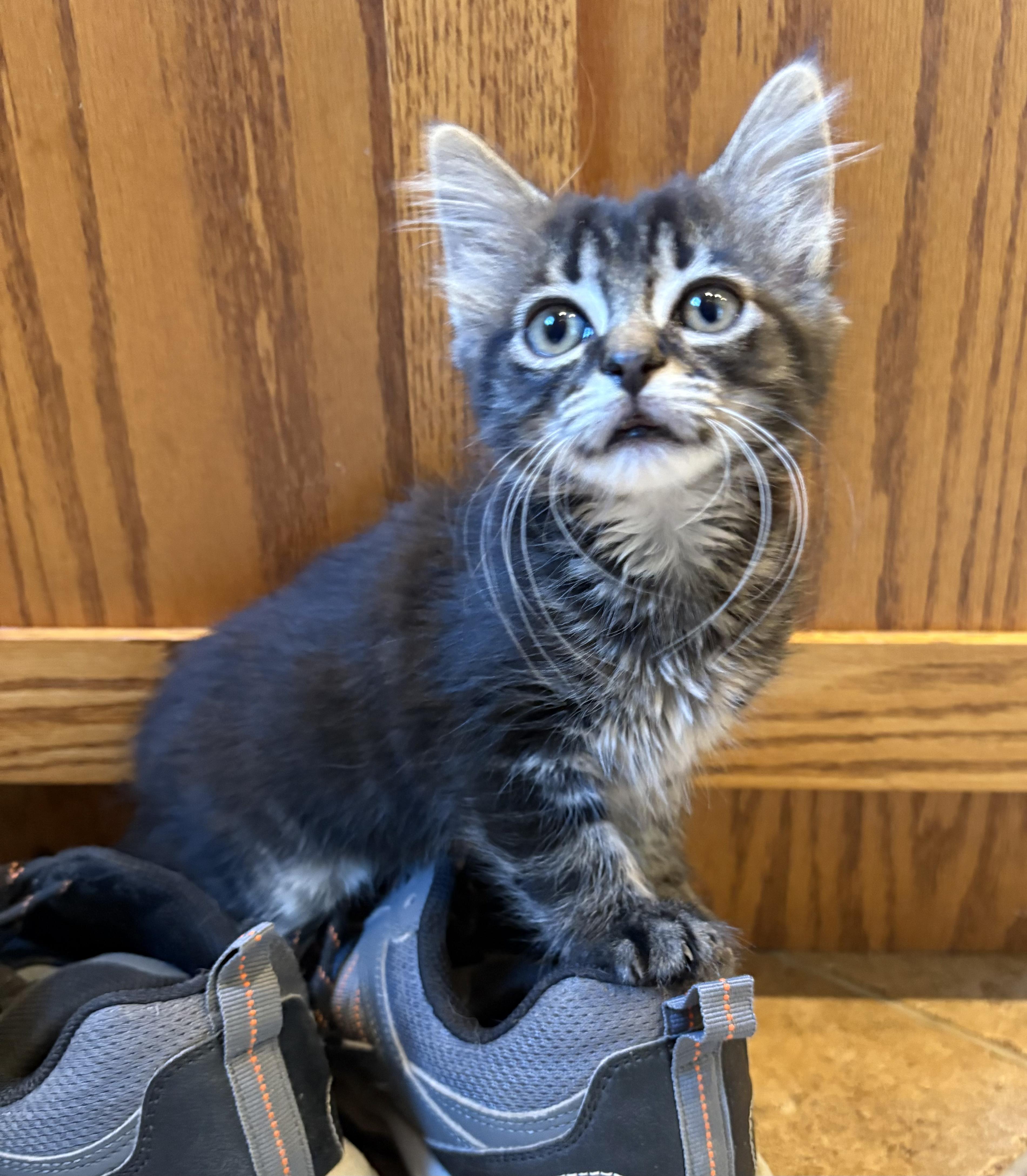 Gary the Kitten  0725