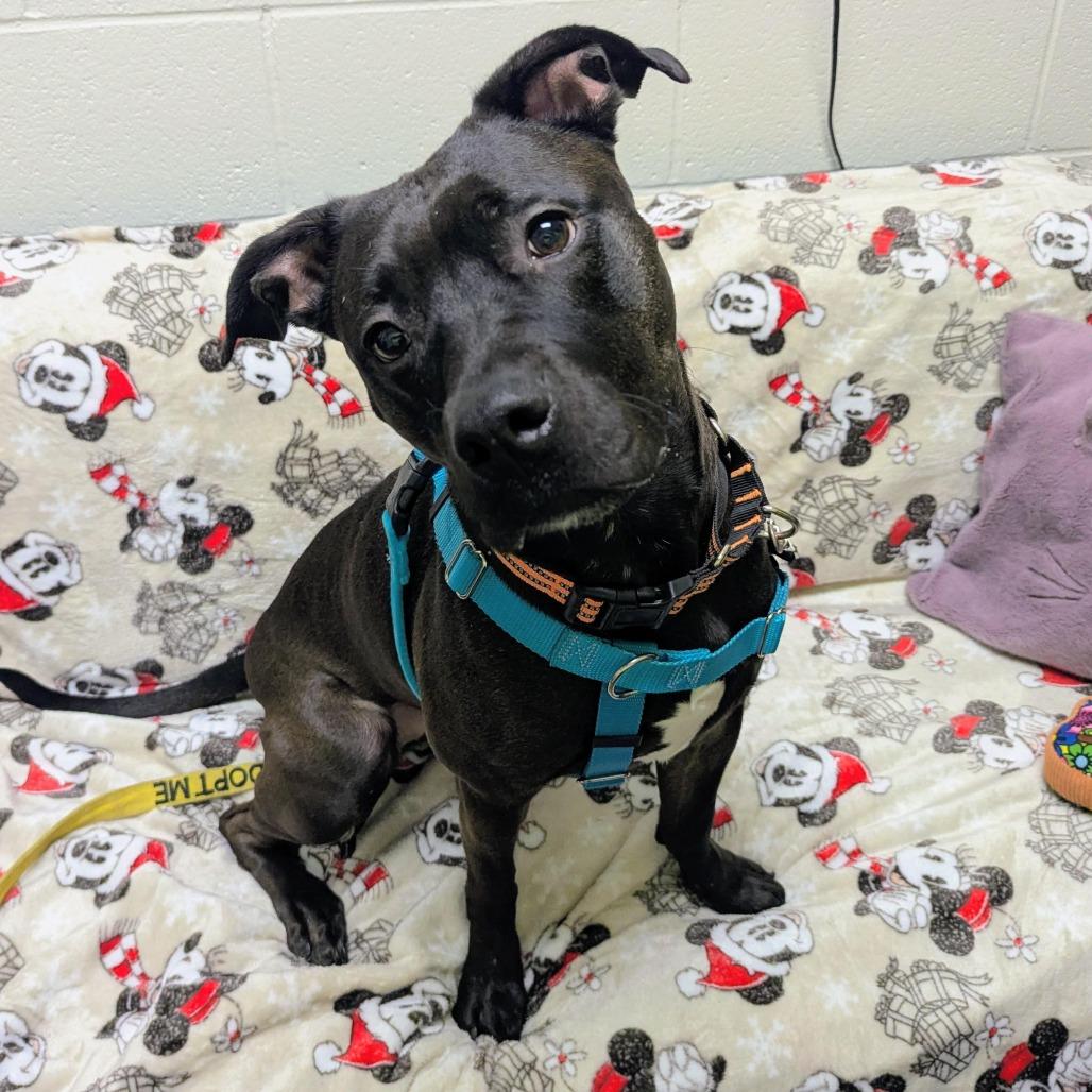 Enlarge Siobhan 25-154, a Adoptable mixed breed in Stratford, CT image 1/1