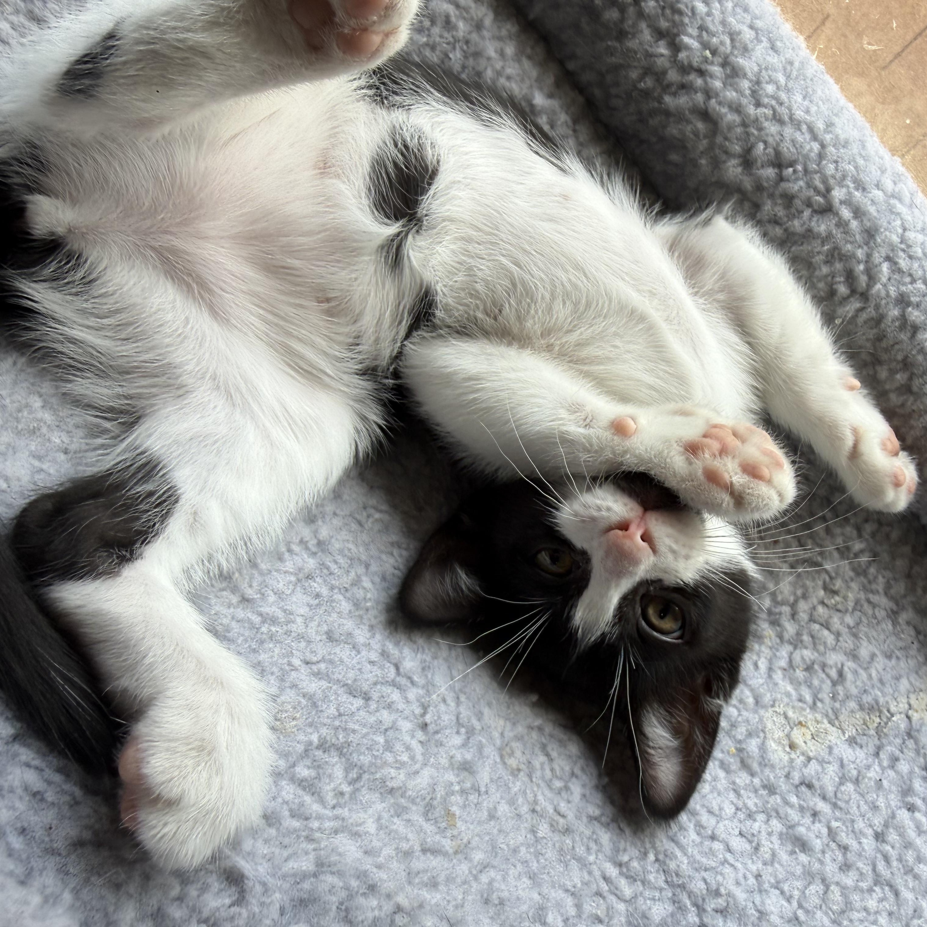 Fettuccine aka Chini, a ADOPTABLE Tuxedo in Queen Creek, AZ image 3/3