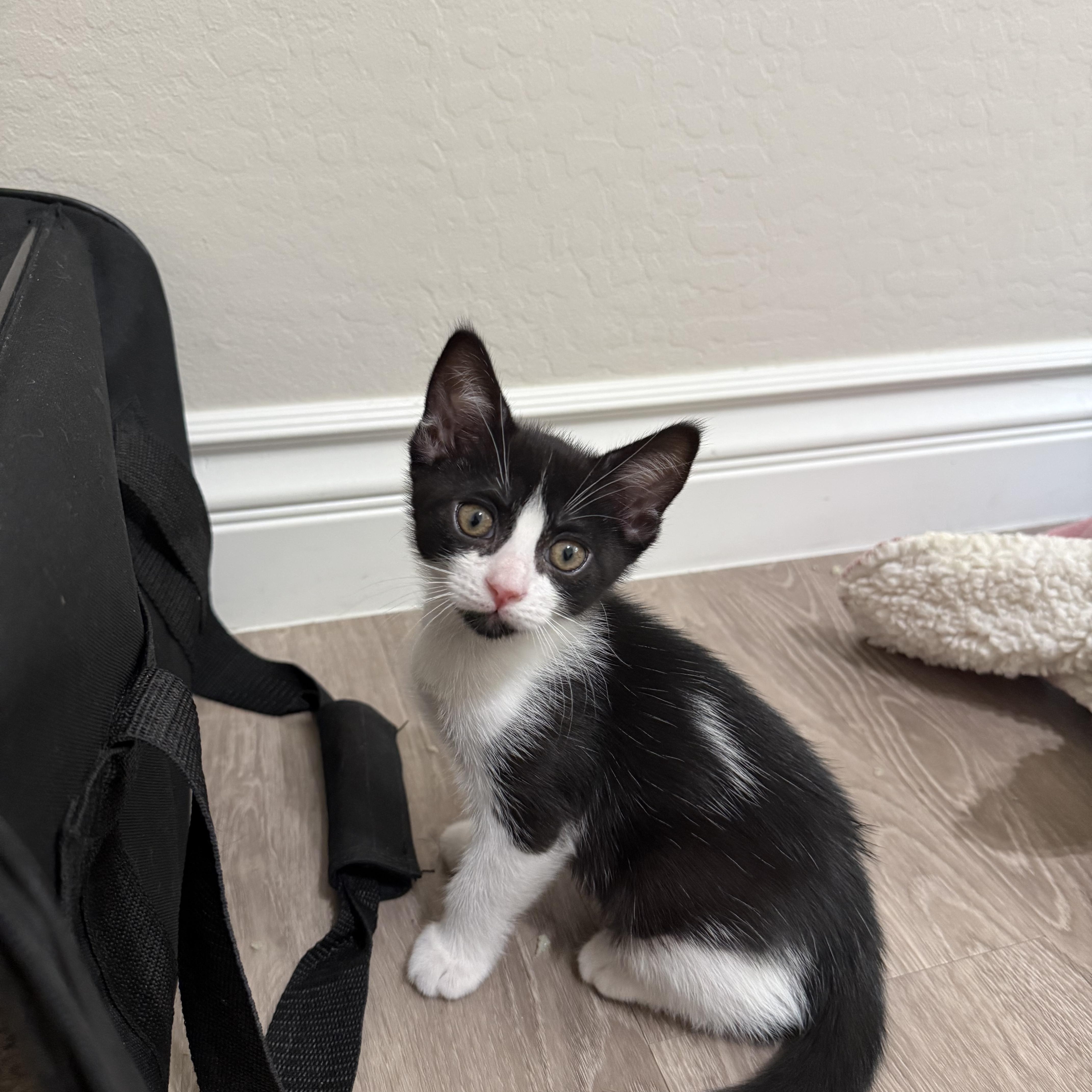 Fettuccine aka Chini, ADOPTABLE, Kitten Female Tuxedo.