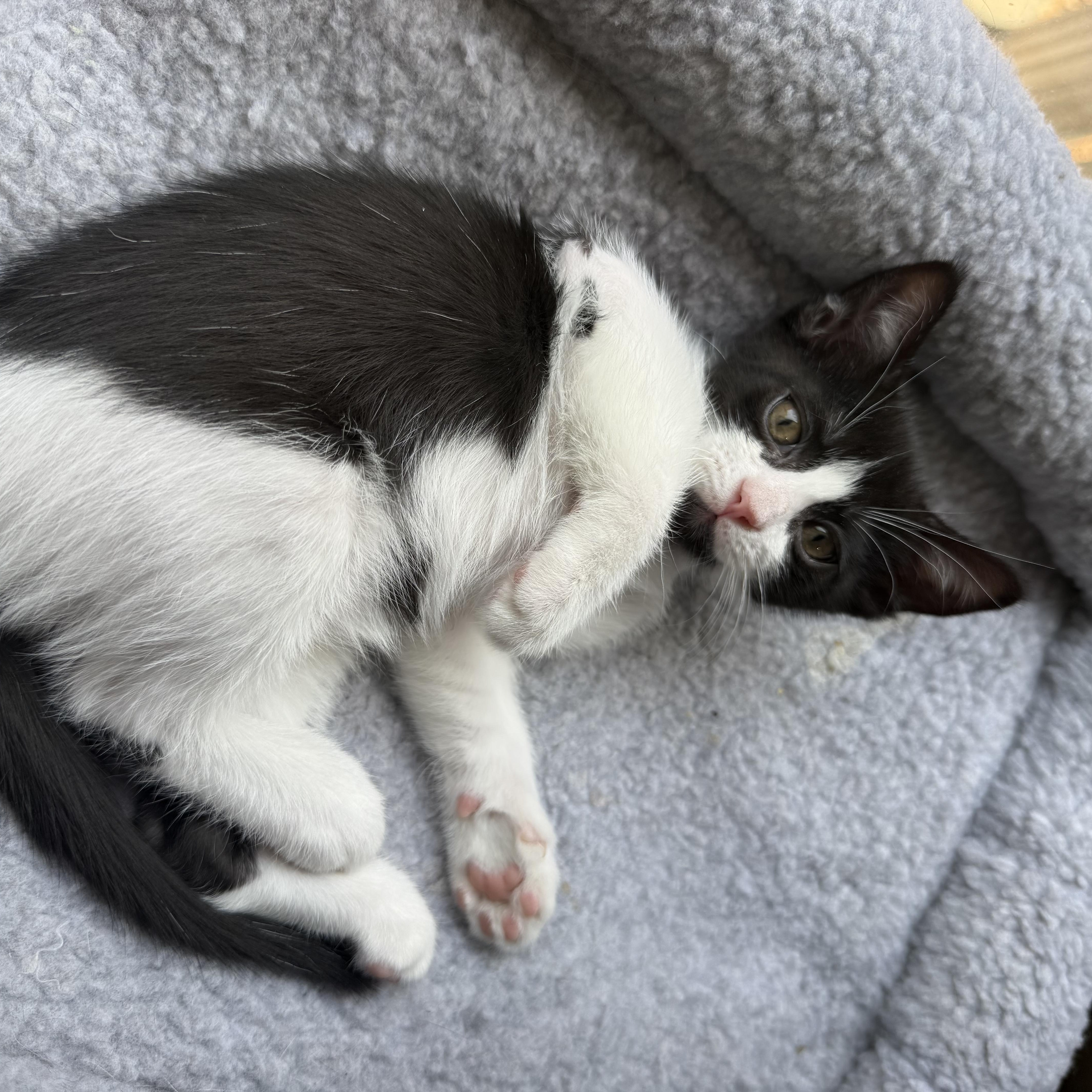 Fettuccine aka Chini, a ADOPTABLE Tuxedo in Queen Creek, AZ image 2/3