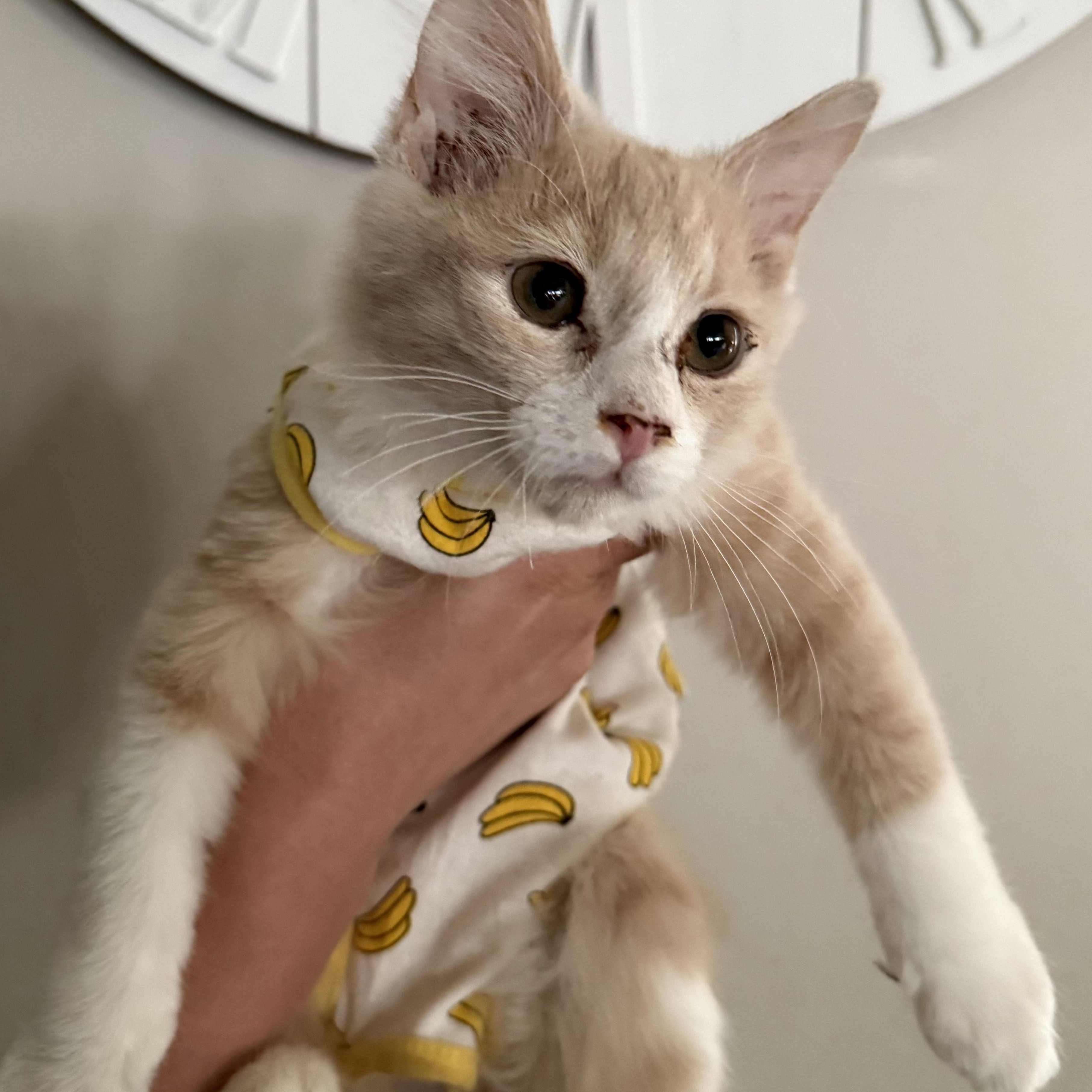 Buffy, Baby Male unknown