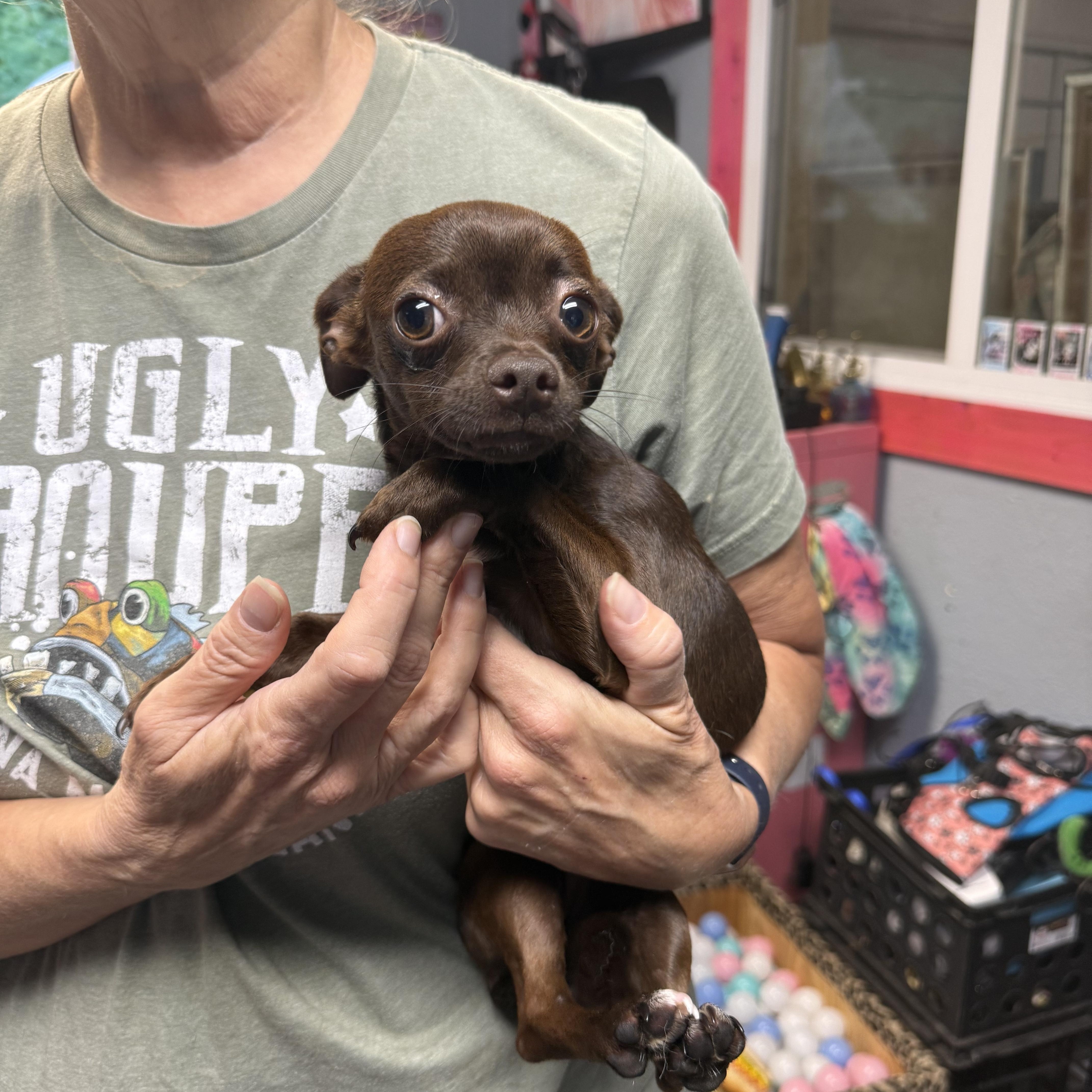Hershey Kisses, Adopted, Young Female Chihuahua.