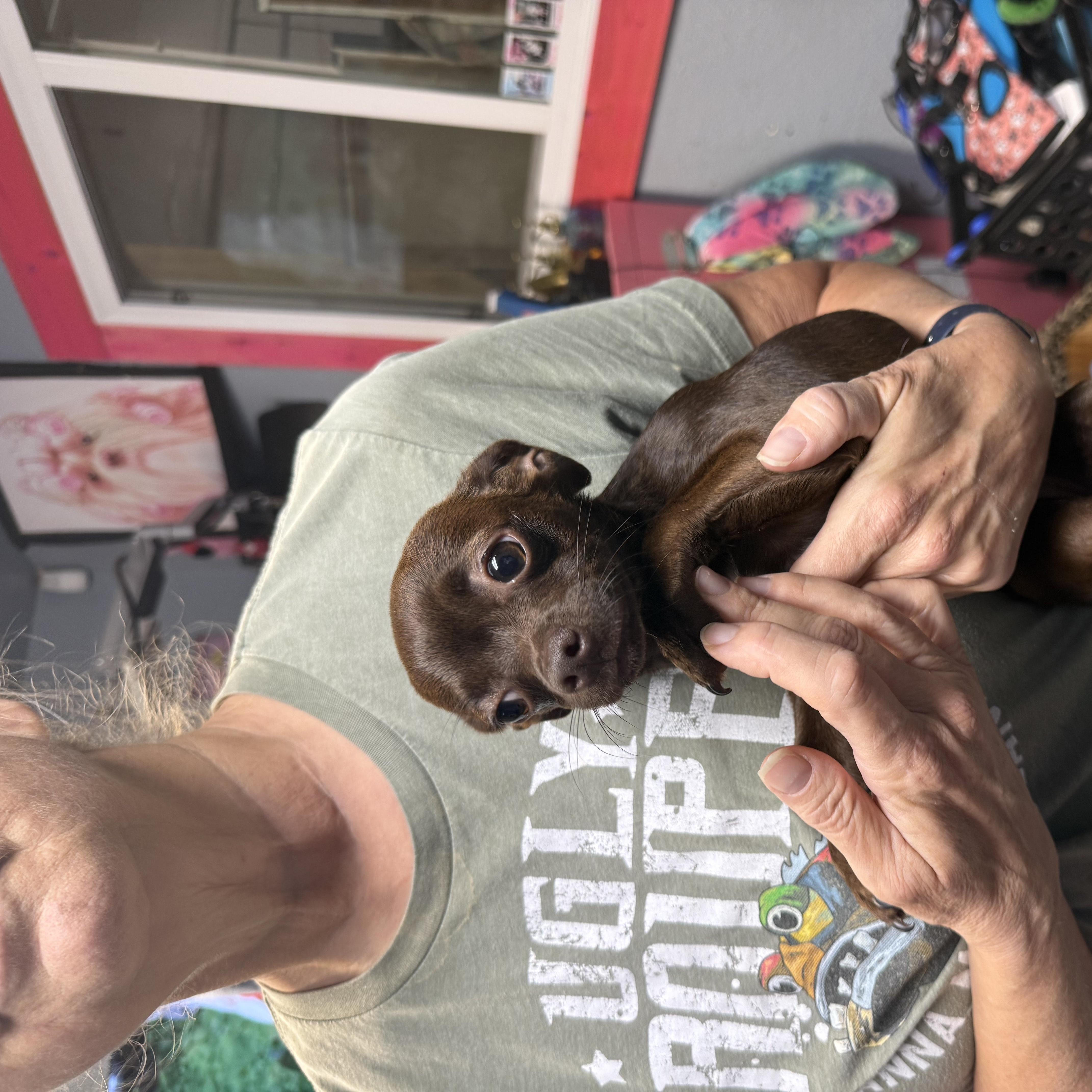 Enlarge Hershey Kisses, a Adopted Chihuahua in Belleville, NJ image 2/2