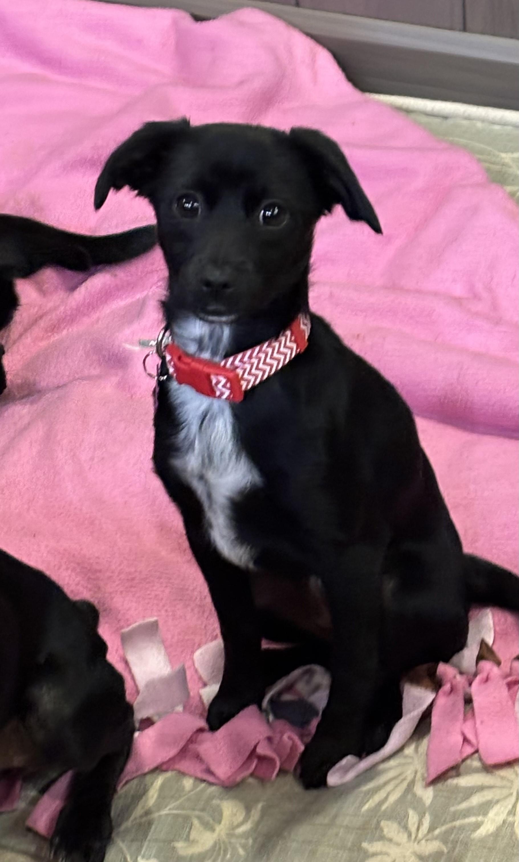 Swirl, ADOPTABLE, Puppy Female Chihuahua.