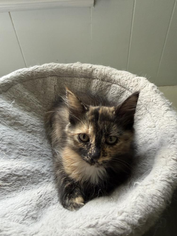 Enlarge Jasmine, a Adoptable mixed breed in East Greenville, PA image 1/4