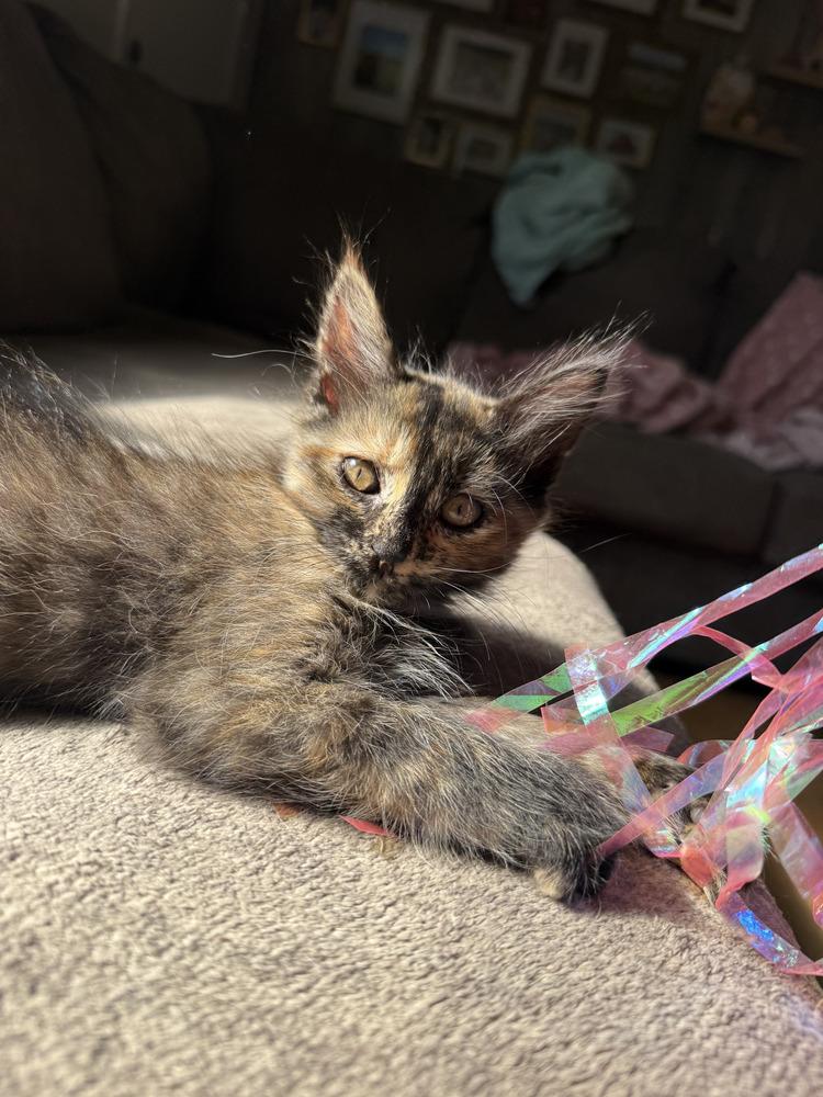 Enlarge Jasmine, a Adoptable mixed breed in East Greenville, PA image 2/4