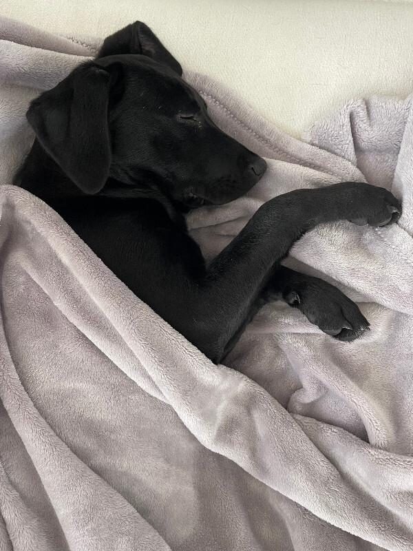 Fergie, Adoptable, Young Female Labrador Retriever & Mixed Breed.