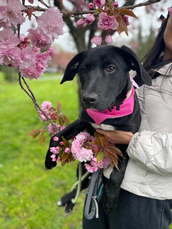 Enlarge Fergie, a Adoptable mixed breed in renton, WA image 2/6