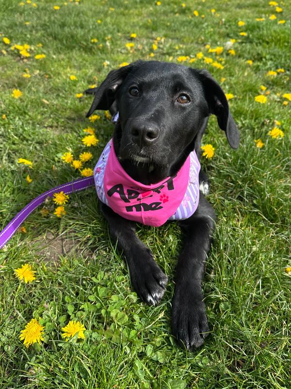 Enlarge Fergie, a Adoptable mixed breed in renton, WA image 3/6