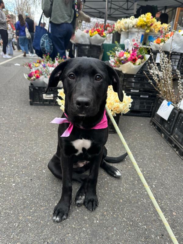 Enlarge Fergie, a Adoptable mixed breed in renton, WA image 4/6