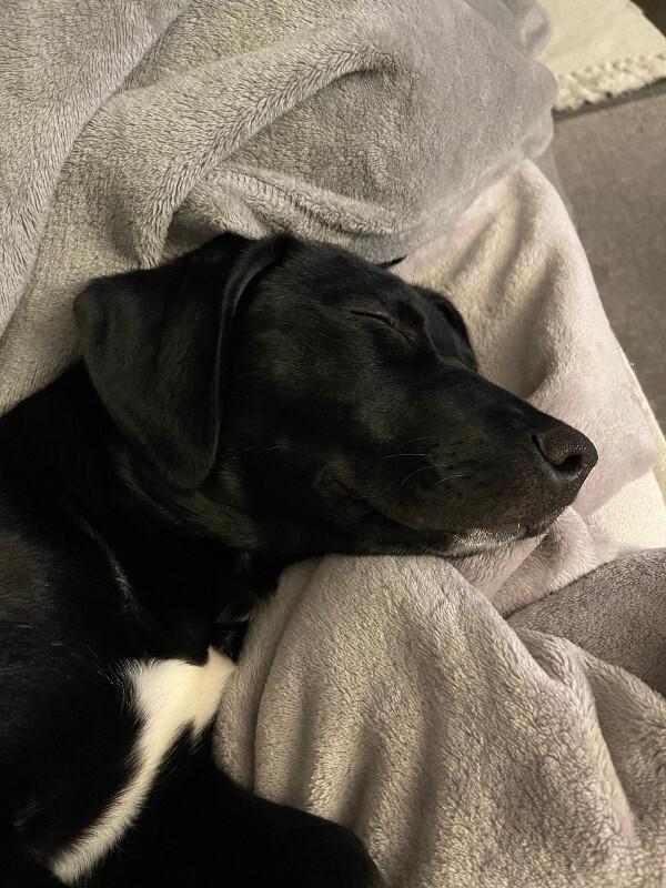 Enlarge Fergie, a Adoptable mixed breed in renton, WA image 5/6