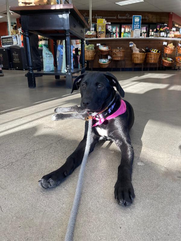 Enlarge Fergie, a Adoptable mixed breed in renton, WA image 6/6