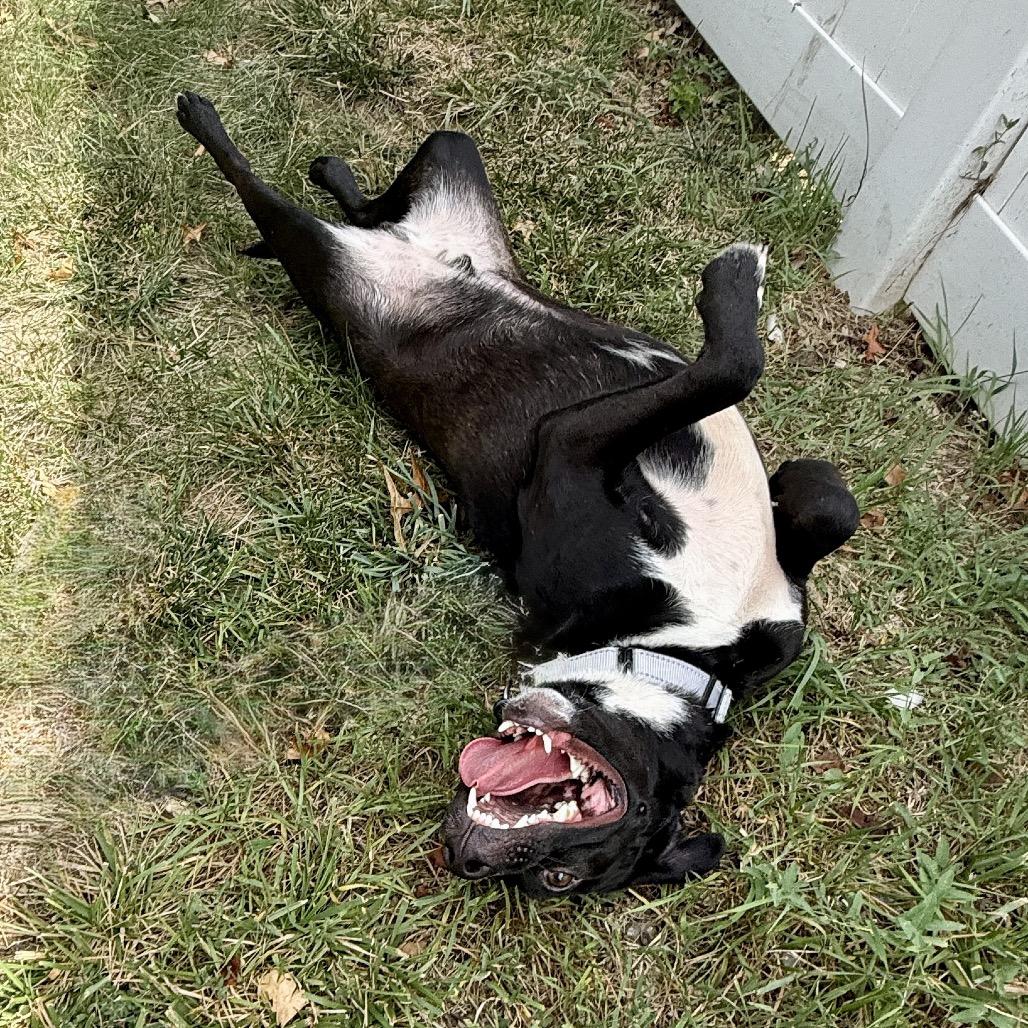 Tunnel Rat K10, a Adoptable Mixed Breed in Union, MO image 1/6