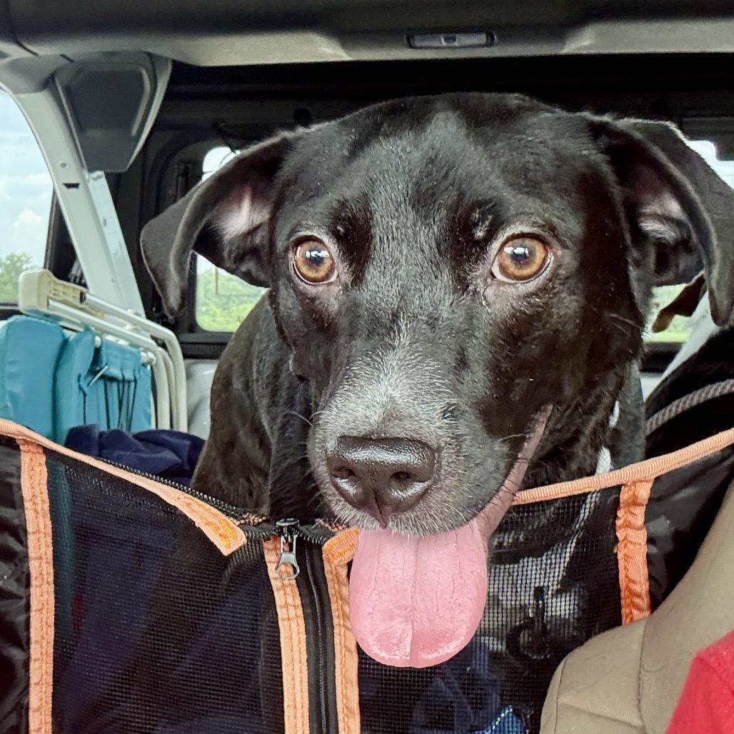 Tunnel Rat K10, a Adoptable Mixed Breed in Union, MO image 2/6