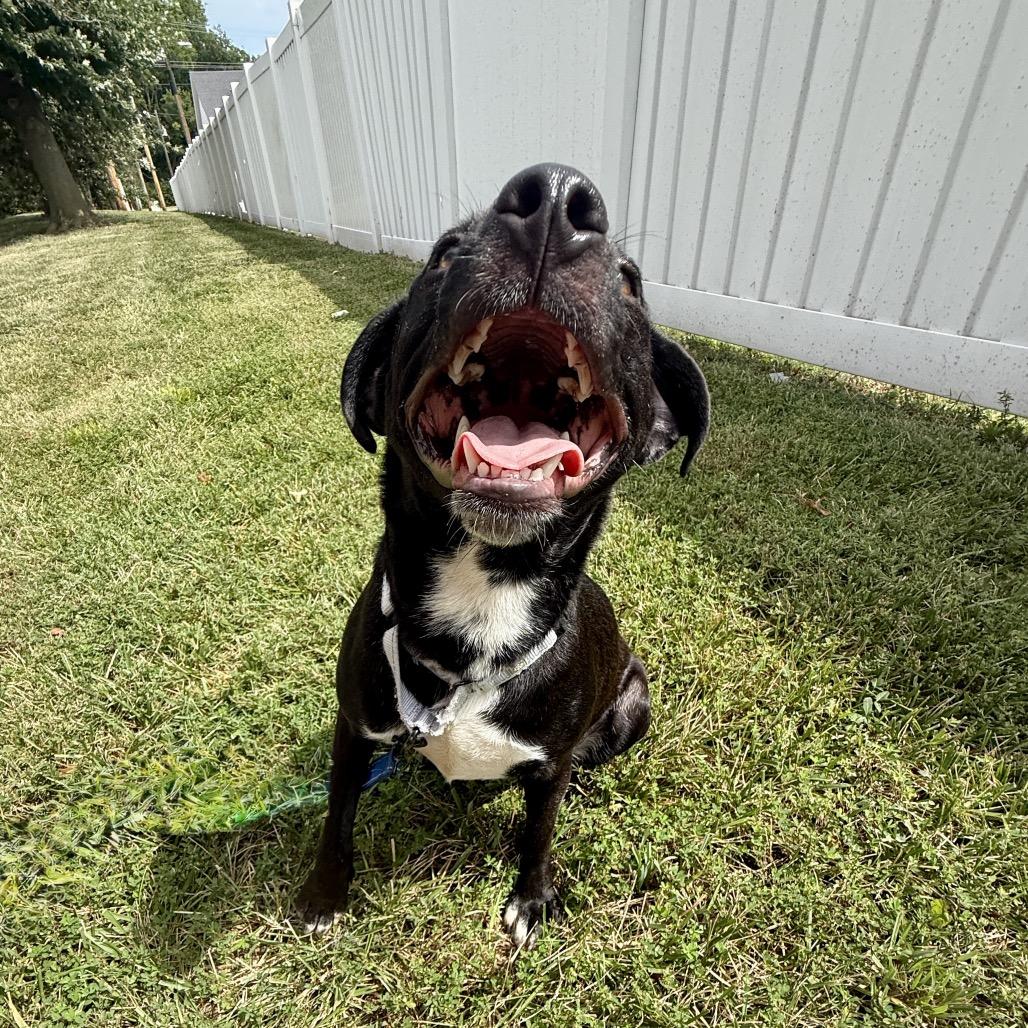 Tunnel Rat K10, a Adoptable Mixed Breed in Union, MO image 3/6