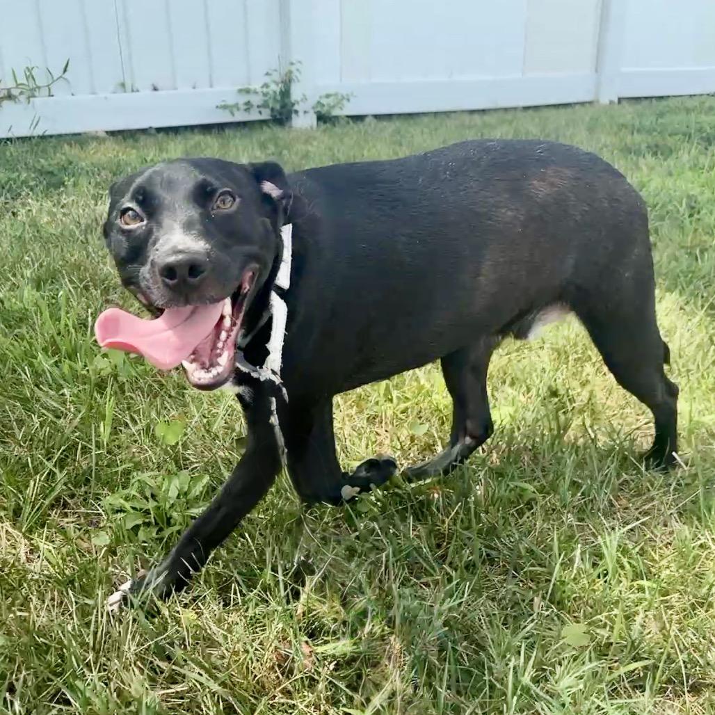 Tunnel Rat K10, a Adoptable Mixed Breed in Union, MO image 4/6