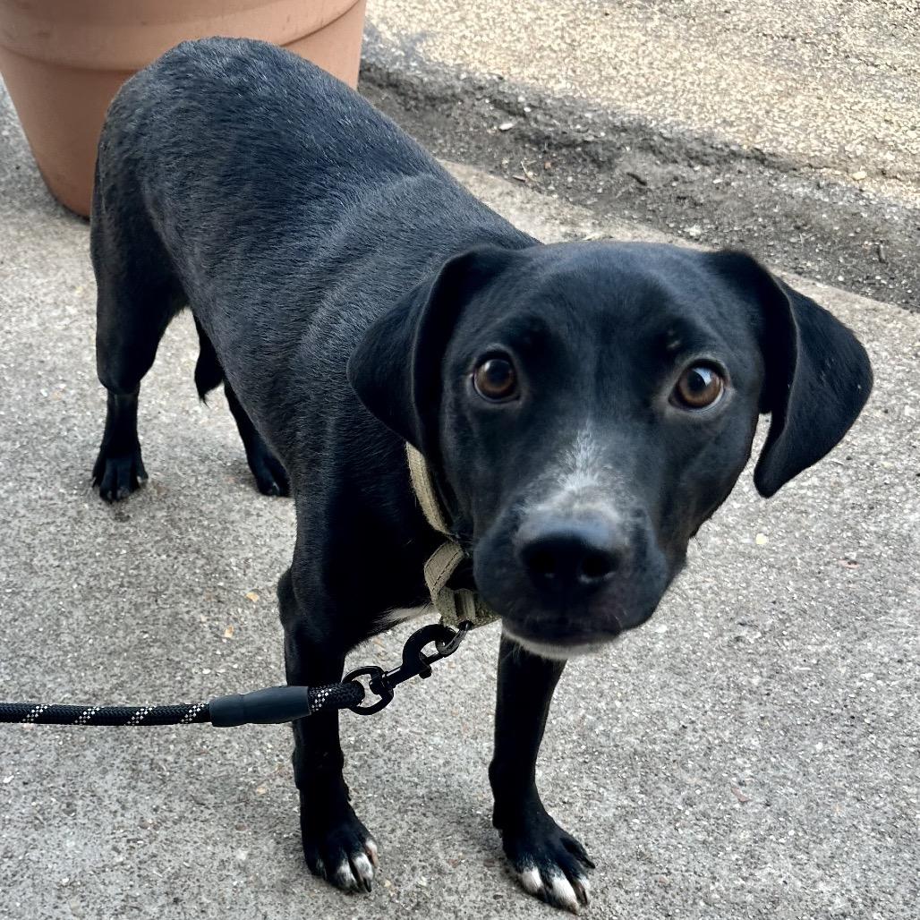 Tunnel Rat K10, a Adoptable Mixed Breed in Union, MO image 5/6