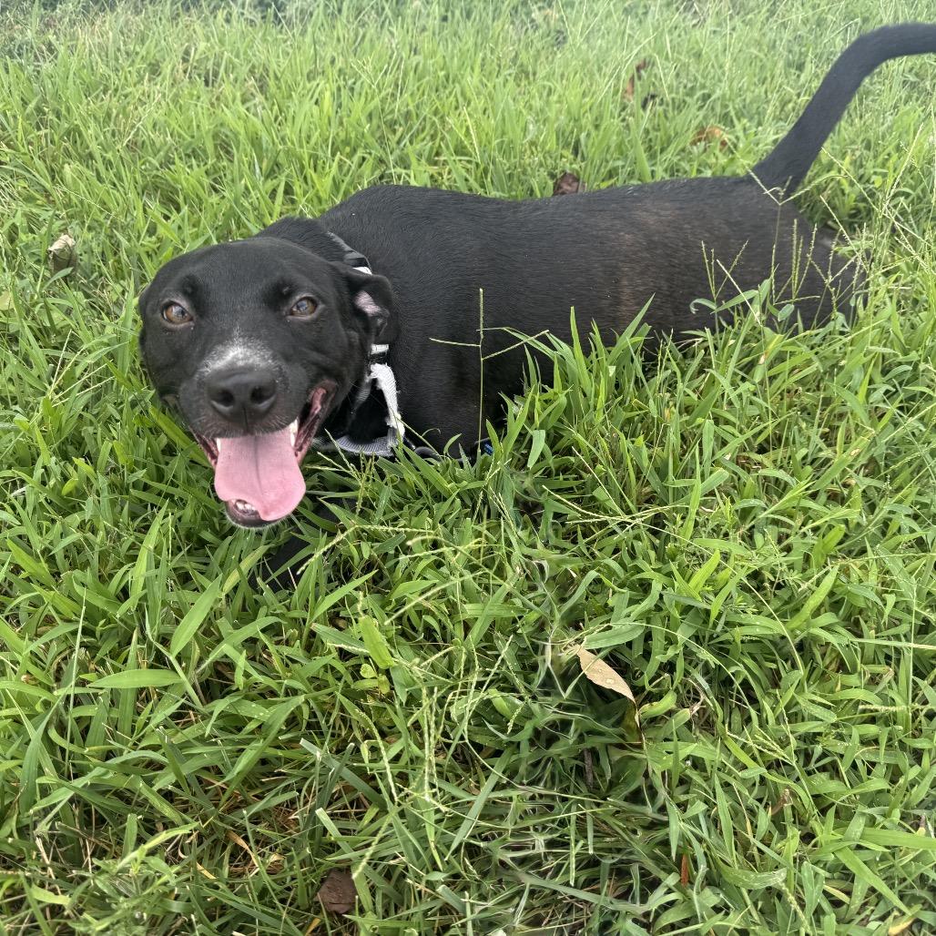 Tunnel Rat K10, a Adoptable Mixed Breed in Union, MO image 6/6