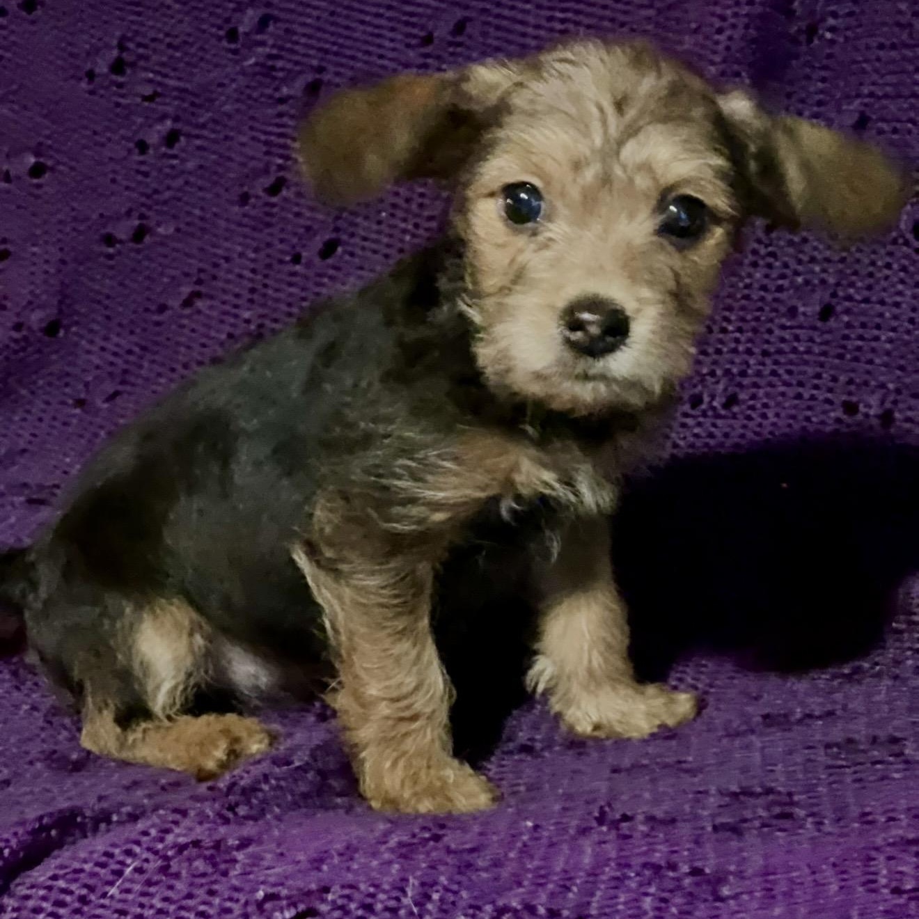 Georgia , ADOPTABLE, Puppy Female Terrier.