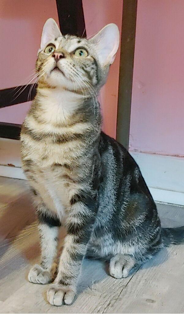 Brody, Adoptable, Young Male Domestic Short Hair.