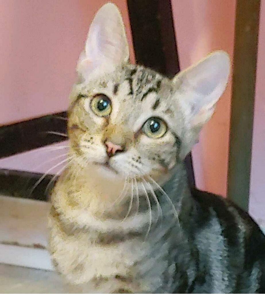 Enlarge Brody, a Adoptable Domestic Short Hair in Oakland Park, FL image 2/3