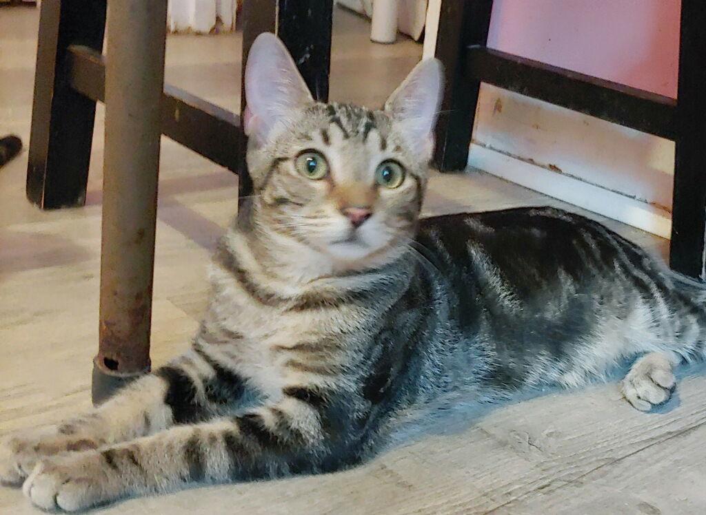 Enlarge Brody, a Adoptable Domestic Short Hair in Oakland Park, FL image 3/3