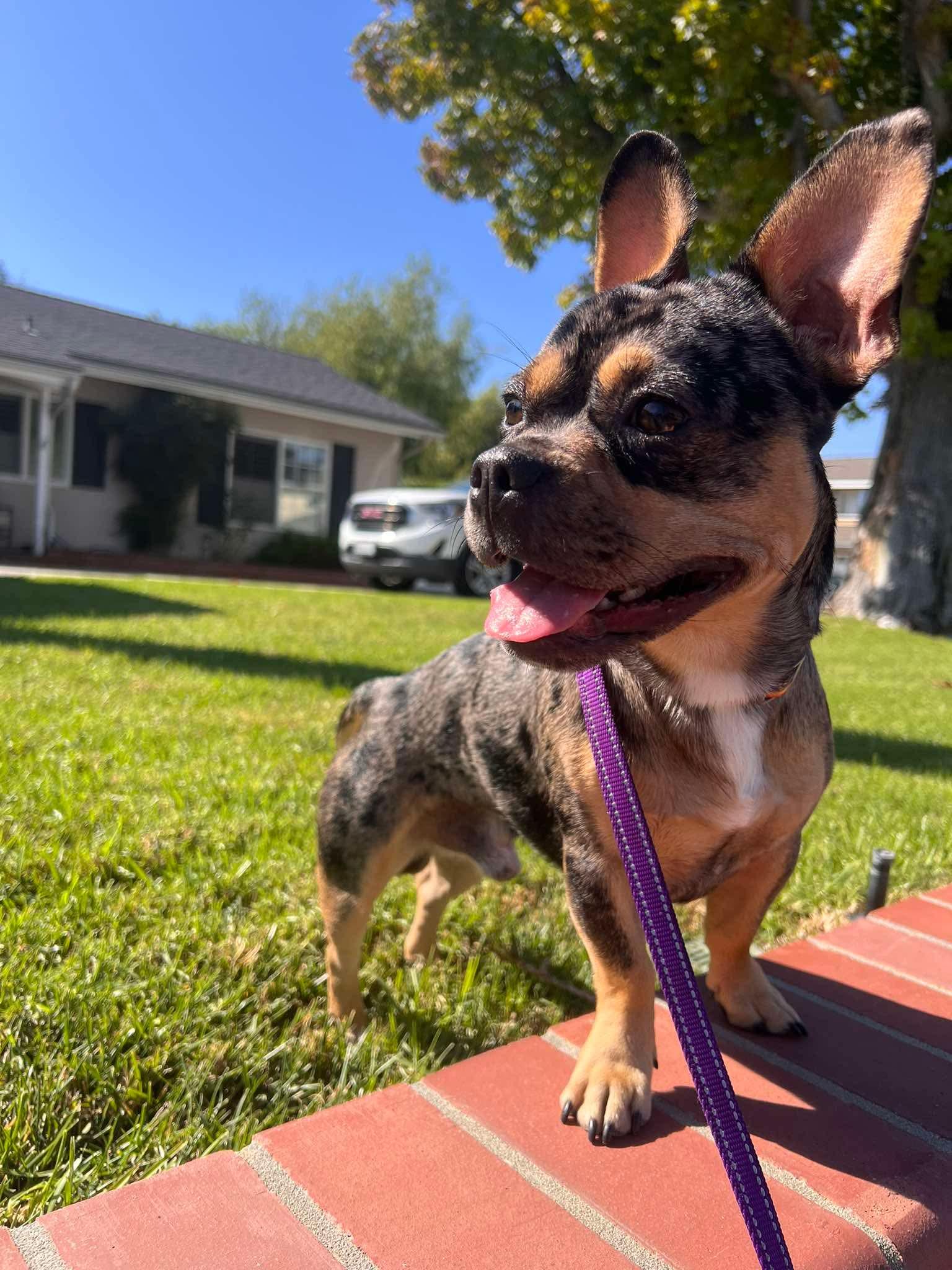 Enlarge Frenchie, a Adoptable French Bulldog in Orange, CA image 1/3