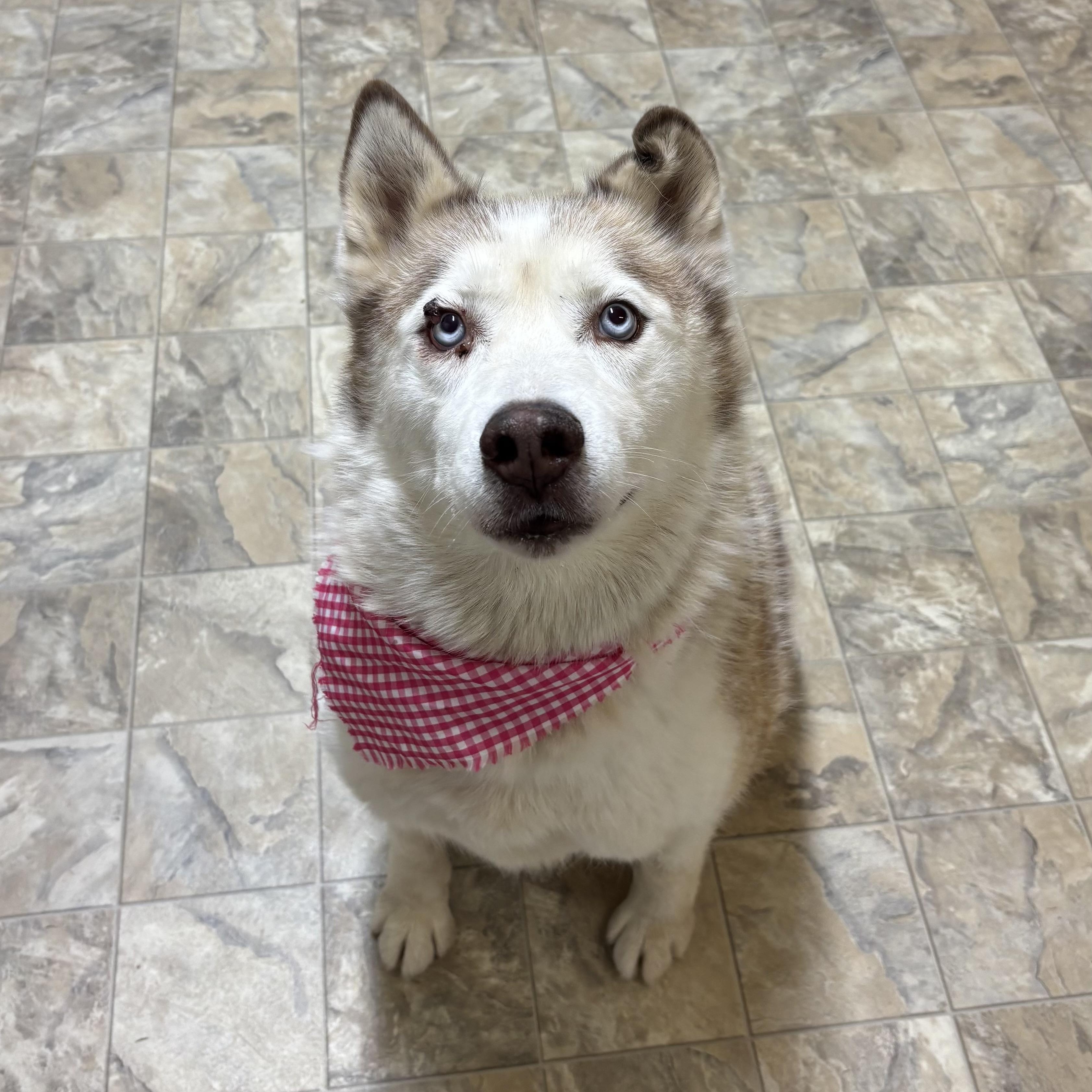 Echo, Adoptable, Adult Female Husky.