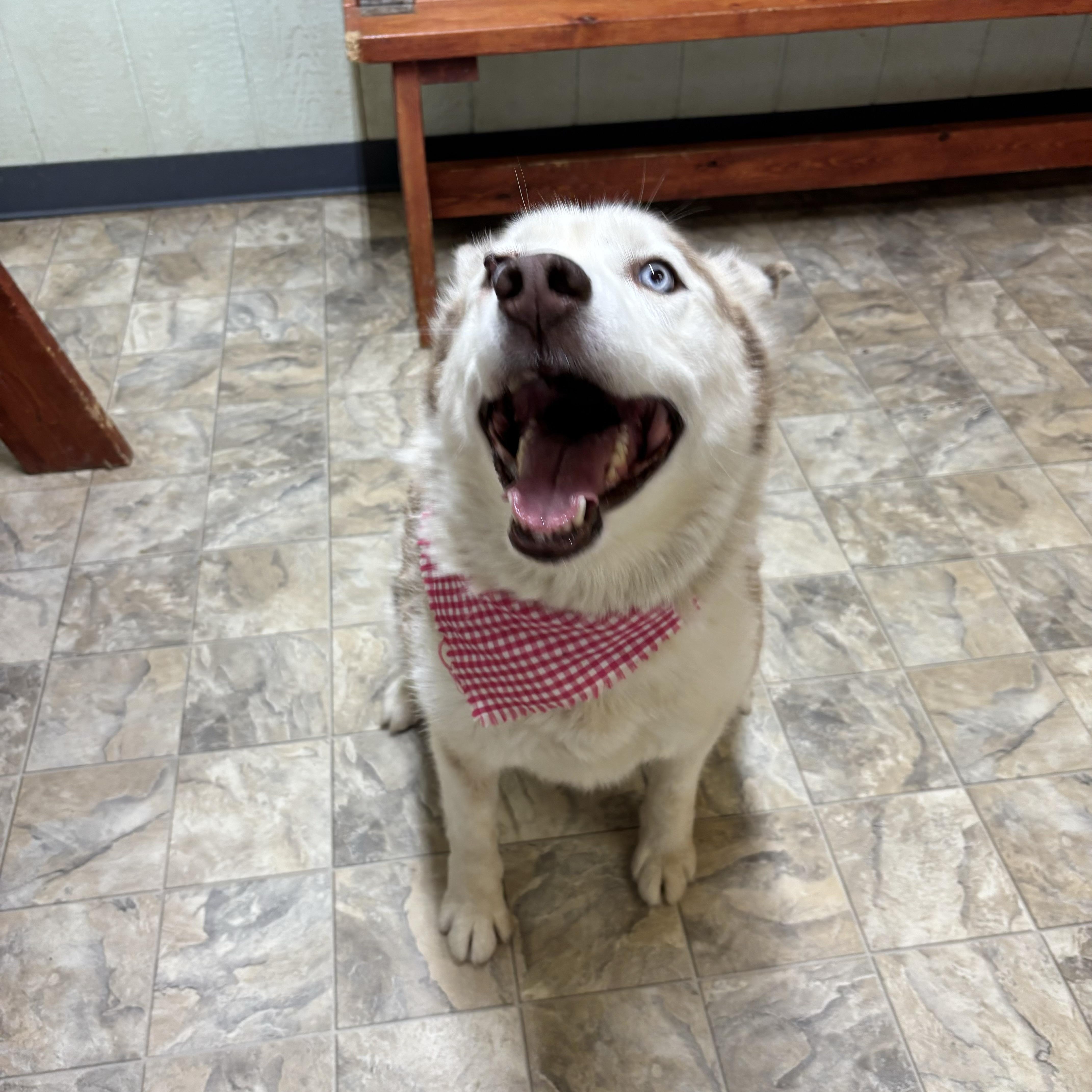 Echo, a Adoptable mixed breed in Pilot Point, TX image 3/3