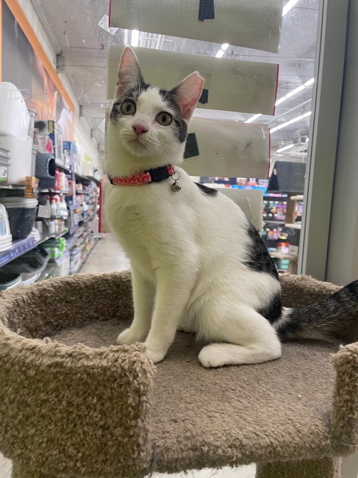 Enlarge Lollipop and Lemondrop Bonded Pair, a Adoptable Domestic Short Hair in Fountain Valley, CA image 3/4