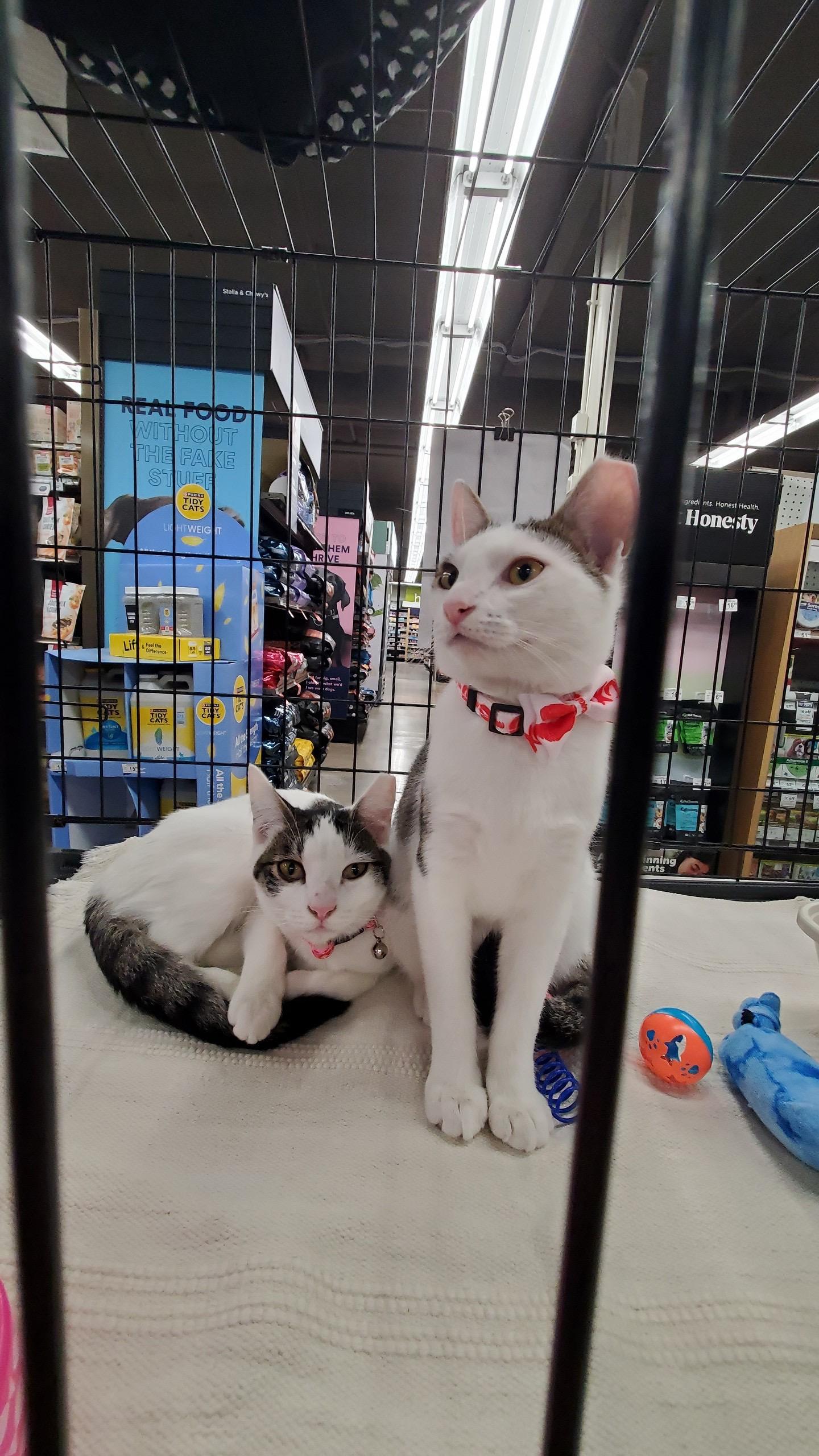 Enlarge Lollipop and Lemondrop Bonded Pair, a Adoptable Domestic Short Hair in Fountain Valley, CA image 1/4