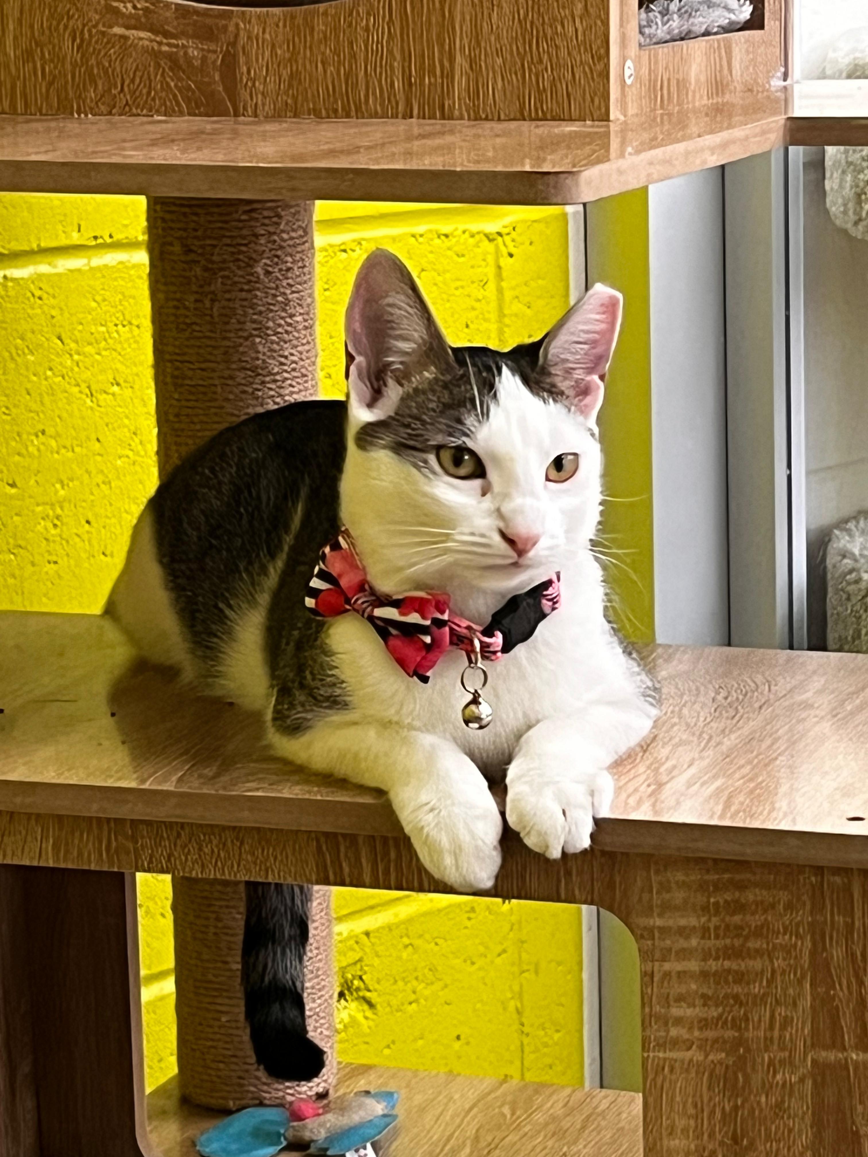 Lollipop and Lemondrop Bonded Pair, Adoptable, Young Female Domestic Short Hair.