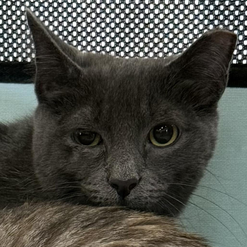 Cloud, Adoptable, Young Female Domestic Short Hair.