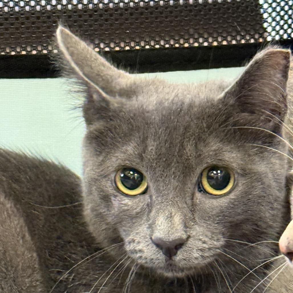 Enlarge Cloud, a Adoptable Domestic Short Hair in Prosper, TX image 2/3