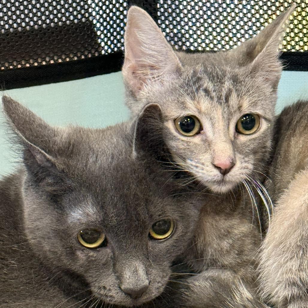 Enlarge Cloud, a Adoptable Domestic Short Hair in Prosper, TX image 3/3