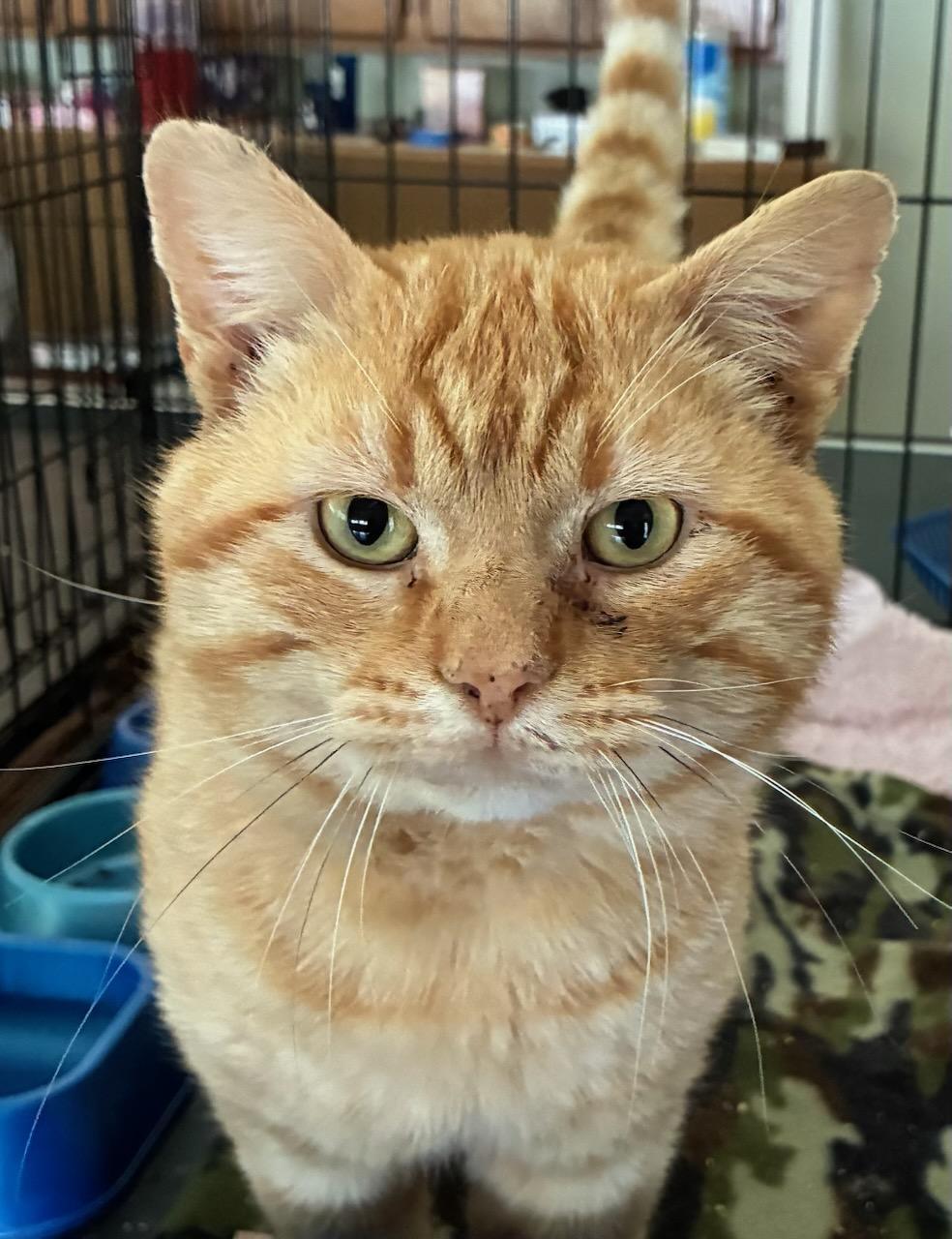 Enlarge Chonk, a ADOPTABLE mixed breed in Eureka, CA image 1/3