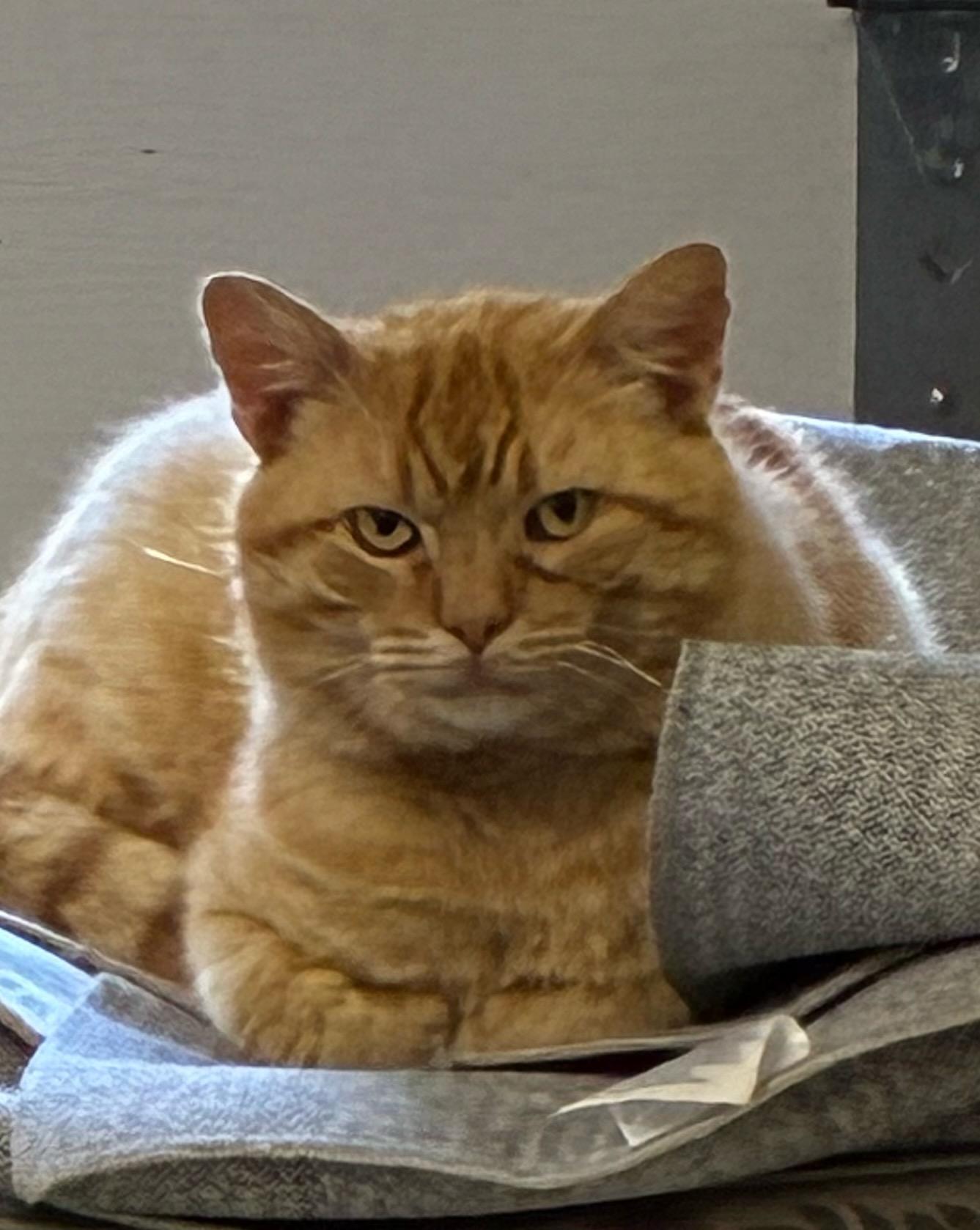 Enlarge Chonk, a ADOPTABLE mixed breed in Eureka, CA image 3/3