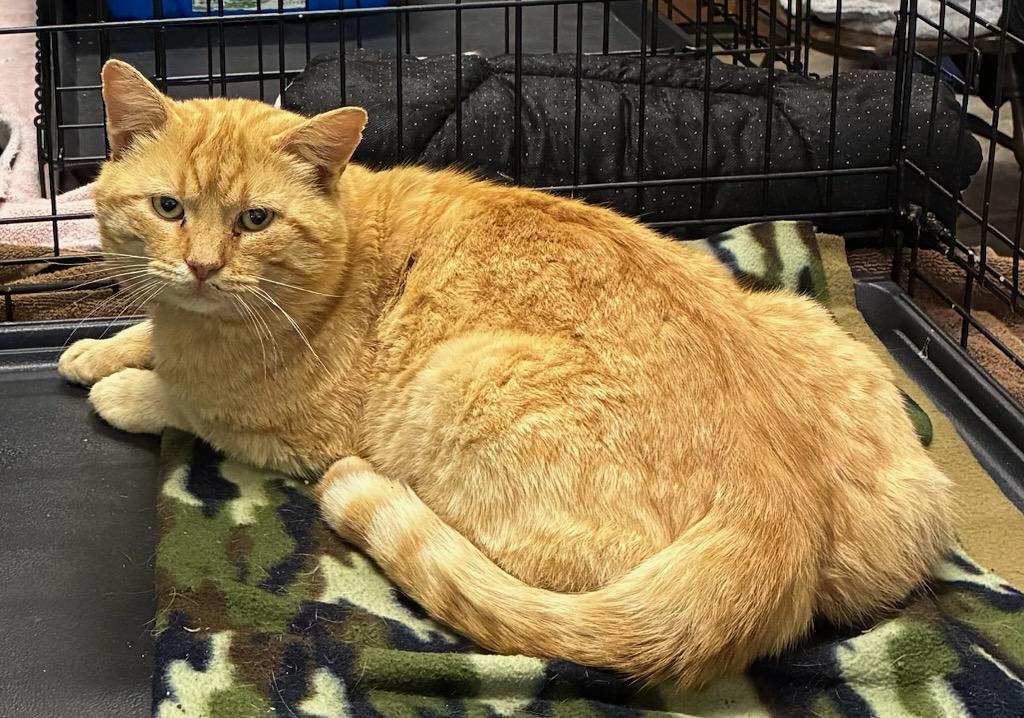 Enlarge Chonk, a ADOPTABLE mixed breed in Eureka, CA image 2/3