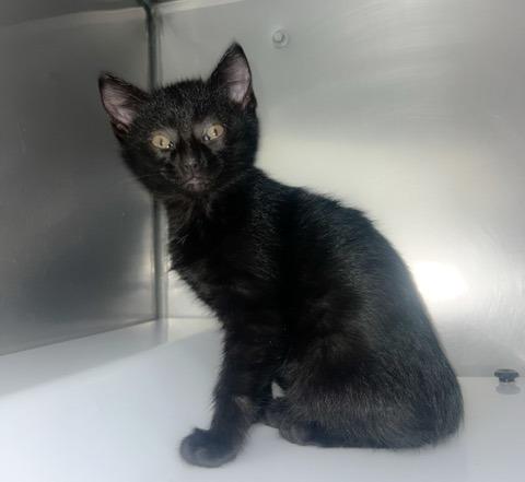 Evan, Adopted, Kitten Male Domestic Short Hair.