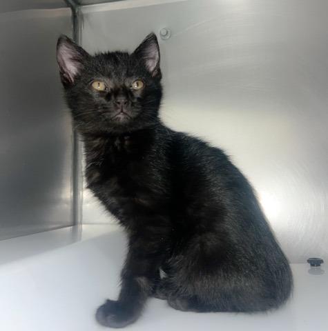 Enlarge Evan, a Adopted mixed breed in Murray, KY image 2/3