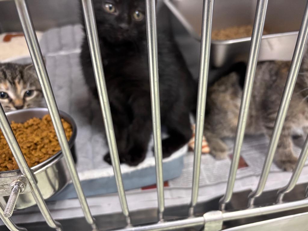 Enlarge Evan, a Adopted mixed breed in Murray, KY image 3/3