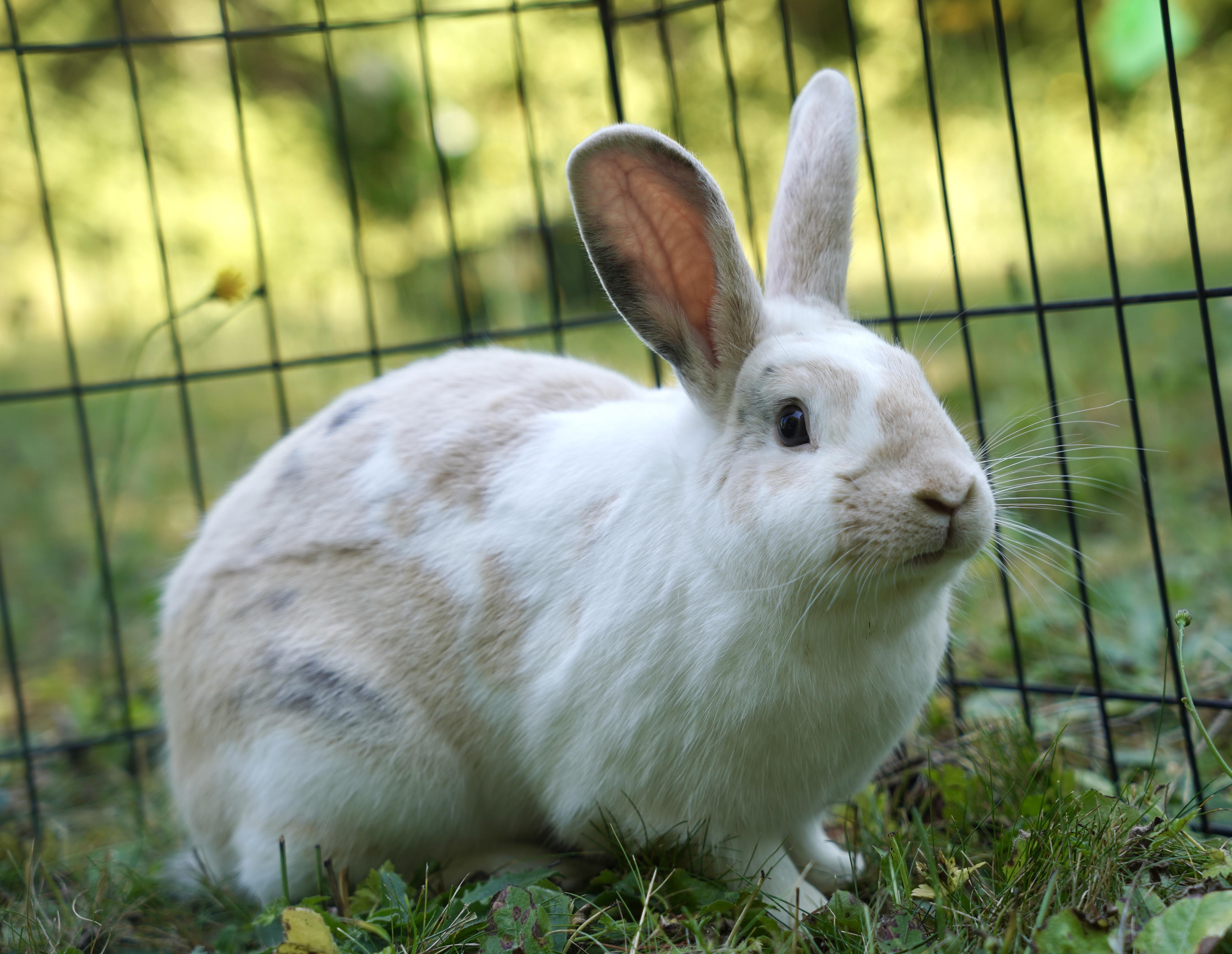 Rabbit for adoption - Oliver, an American Mix in Ferndale, WA | Petfinder