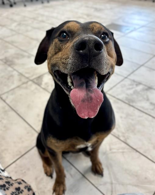 Enlarge APOLLO, a Adoptable mixed breed in Kalamazoo, MI image 1/1