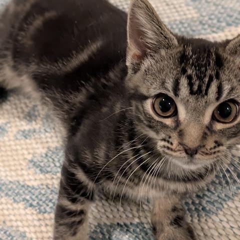 Enlarge Oscar, a Adoptable Domestic Short Hair in Raleigh, NC image 3/3