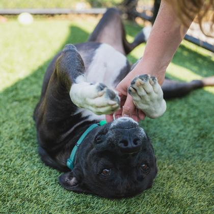 Danny, Adoptable, Adult Male Mixed Breed & Mixed Breed.