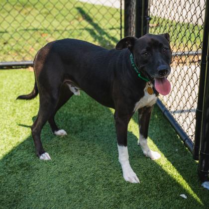 Enlarge Danny, a Adoptable mixed breed in Atlanta, GA image 2/3