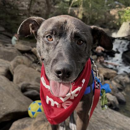Enlarge Danny, a Adoptable mixed breed in Atlanta, GA image 3/3