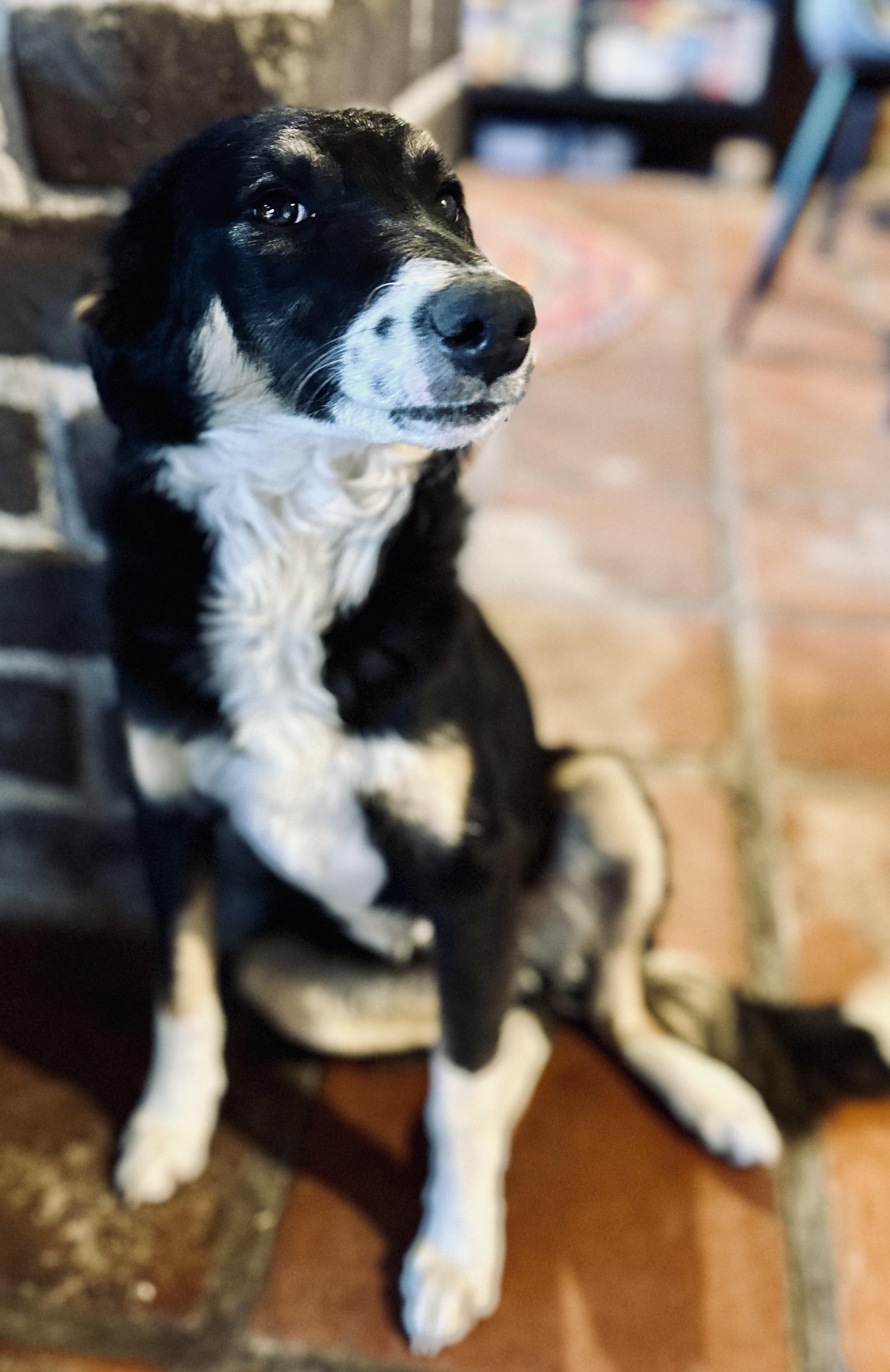 Buster, a Adopted mixed breed in Encino, CA image 5/6